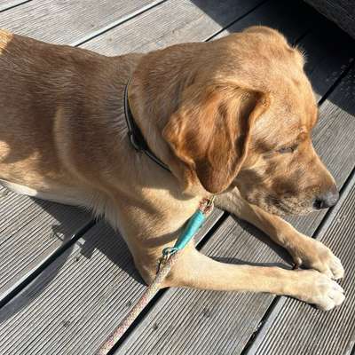 Hundetreffen-Spaziergang mit spielen-Bild