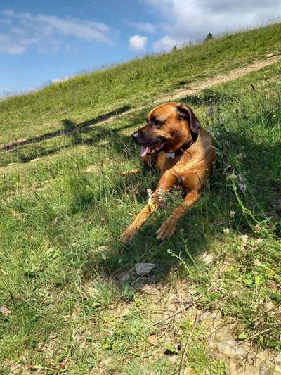 Rhodesian Ridgeback-Beitrag-Bild