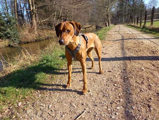 Rhodesian Ridgeback-Beitrag-Bild