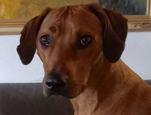 Rhodesian Ridgeback-Beitrag-Bild