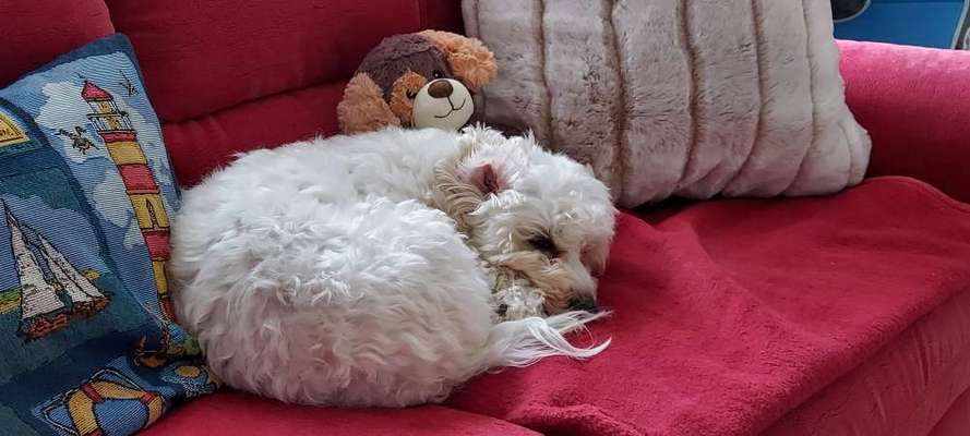 "Hunde-Langschläfer" , anerzogen oder naturgegeben :)?-Beitrag-Bild