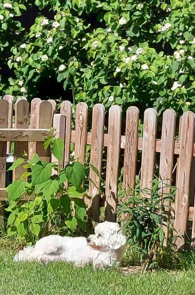 Die Dogorama Kalender Challenge 4/4-Beitrag-Bild