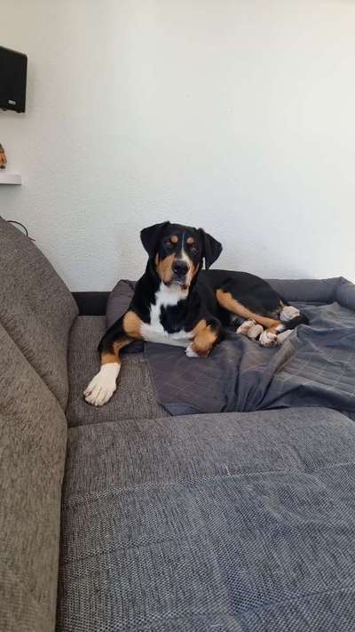 Weitere Große Schweizer Sennenhunde (oder andere große Rassen) hier?-Beitrag-Bild