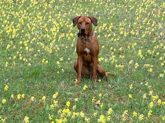 Rhodesian Ridgeback-Beitrag-Bild