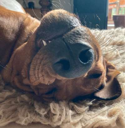 Rhodesian Ridgeback-Beitrag-Bild