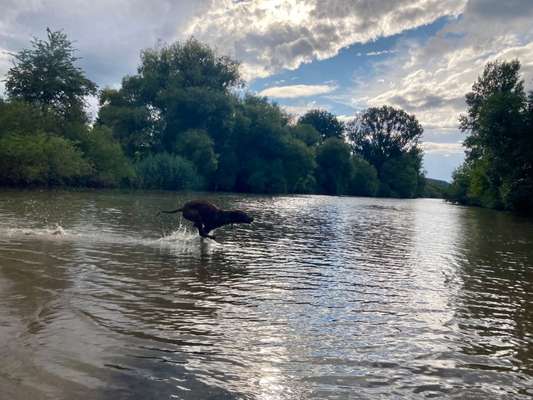 Rhodesian Ridgeback-Beitrag-Bild