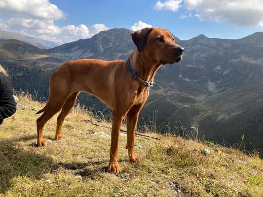 Rhodesian Ridgeback-Beitrag-Bild