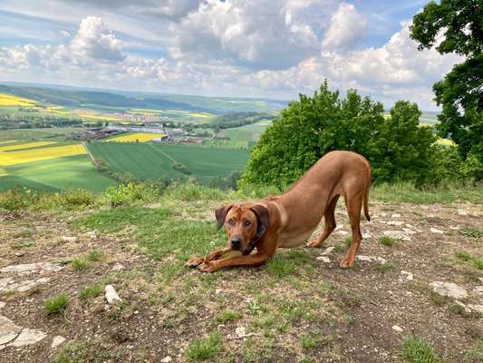 Rhodesian Ridgeback-Beitrag-Bild