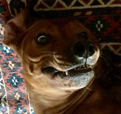 Rhodesian Ridgeback-Beitrag-Bild