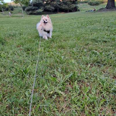Hundetreffen-Spaziergang mit Angsthund-Bild