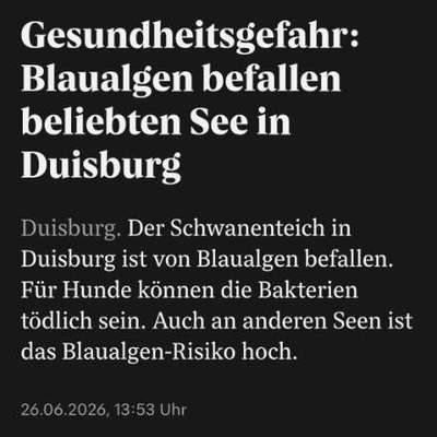 Giftköder-Blaualgen im Schwanenteich-Bild