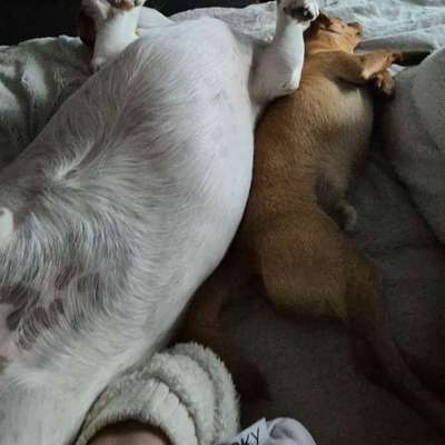 Wie kann man den Hunden im Ausland helfen ?  Stichwort Adoption !-Beitrag-Bild