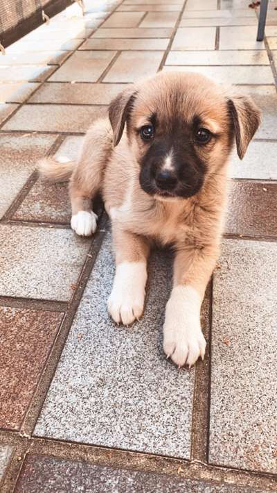 Welpen Bilder !-Beitrag-Bild