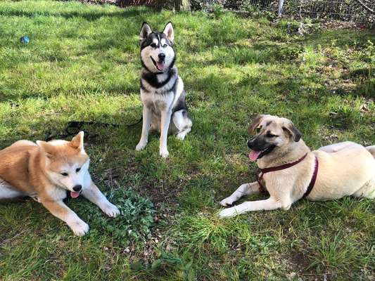 Bester Freund, Hundekumpel - zeigt her!-Beitrag-Bild