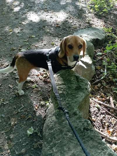 Hundetreffen-Begal treffen-Bild