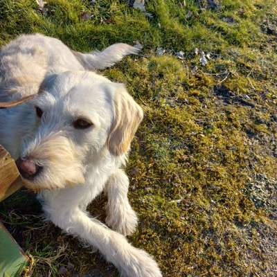 Hundetreffen-Spazier- und Trainingsbuddies gesucht-Bild