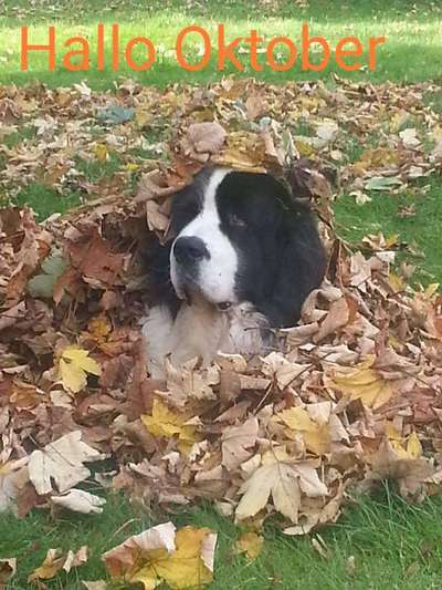 Herbst Bilder-Beitrag-Bild