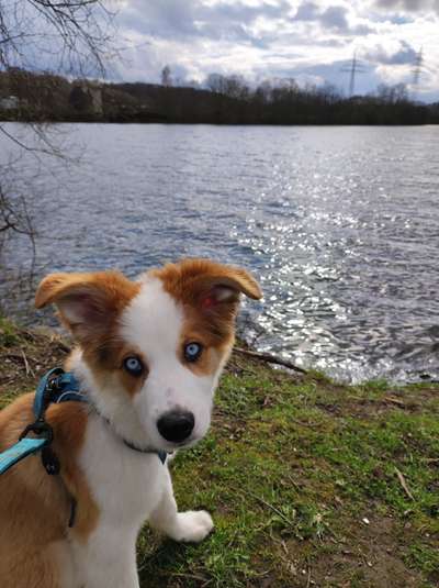 Hundetreffen-Kyū sucht Freunde-Bild