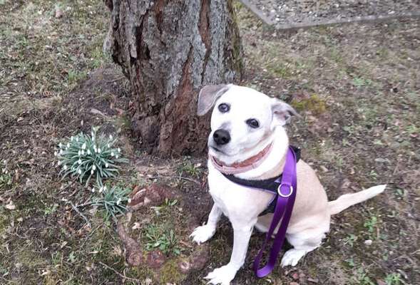 Dogorama Photo Challenge - Der Frühling kommt-Beitrag-Bild