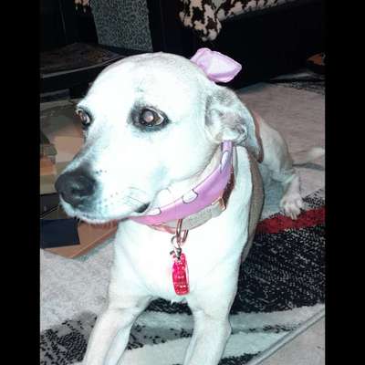 Mischlinge raten - Rätselspaß-Beitrag-Bild