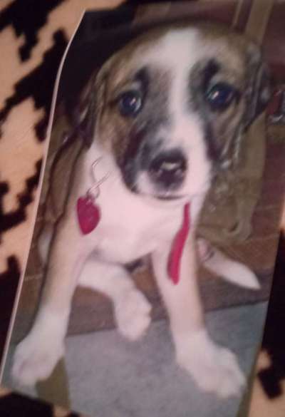 Welpen Bilder !-Beitrag-Bild