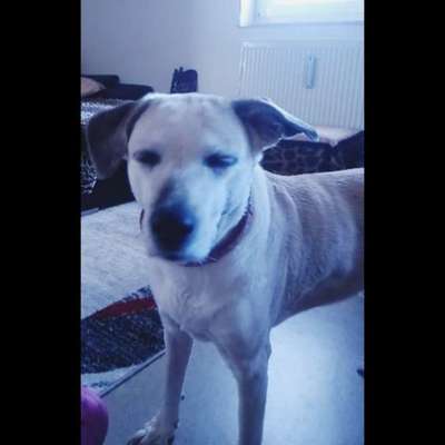 Mischlinge raten - Rätselspaß-Beitrag-Bild