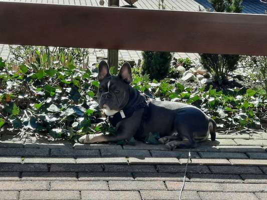 Hundetreffen-Franz. Bulldogge sucht lauf-/Spielgefährten-Bild