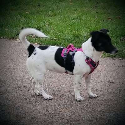 Mischlinge raten - Rätselspaß-Beitrag-Bild