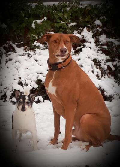 Mischlinge raten - Rätselspaß-Beitrag-Bild