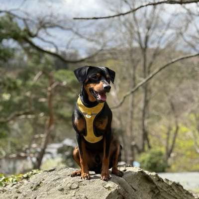 Hundetreffen-Gassirunden zur Übung Landsberg/Halle/LE-Bild
