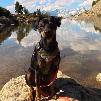 Hundetreffen-Gassirunden zur Übung Landsberg/Halle/LE