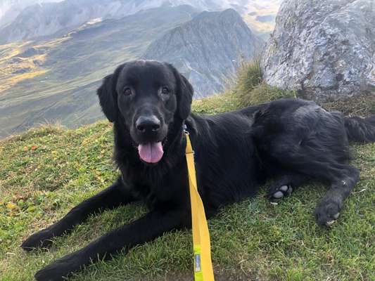 Flat Coated Retriever-Beitrag-Bild