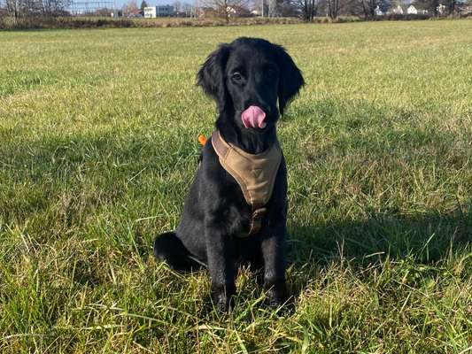 Fotochallenge Nr. 59 - Mein Hund zeigt die Zunge-Beitrag-Bild