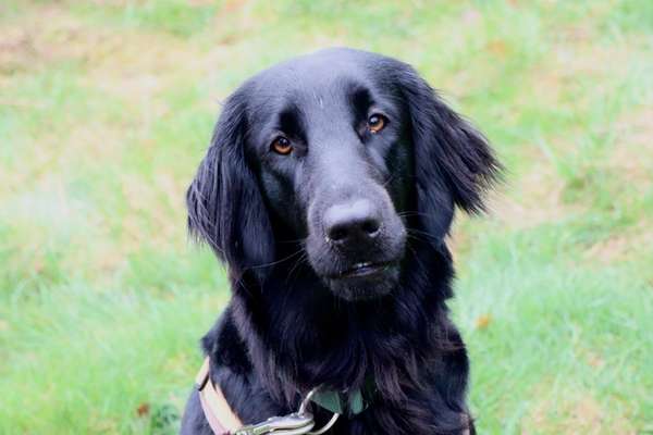 Flat Coated Retriever-Beitrag-Bild