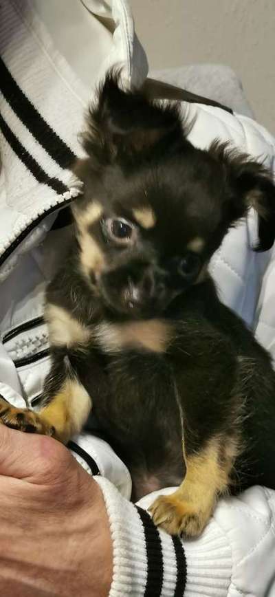 Welpen Bilder !-Beitrag-Bild