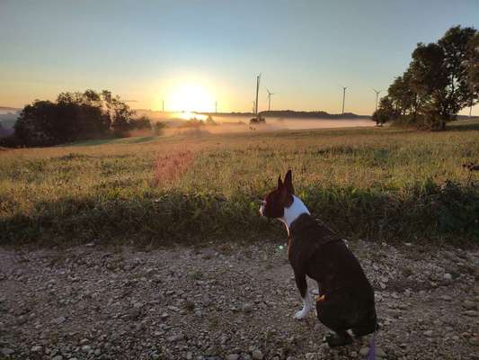 Hundetreffen-Spielen und Spazieren-Bild