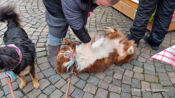 ✨ Hunde auf Weihnachtsmärkten – ja oder nein? ✨-Beitrag-Bild