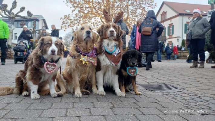 ✨ Hunde auf Weihnachtsmärkten – ja oder nein? ✨-Beitrag-Bild