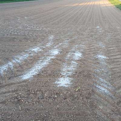 Giftköder-Weißes Pulver im Feld-Bild