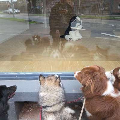 aktuelles Foto Gruppe Australian Shepherd