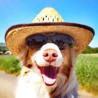 Welcher Hundehalter Typ bist du?-Beitrag-Bild