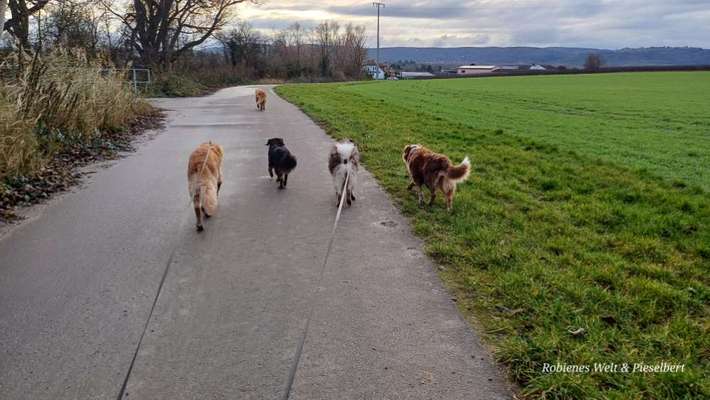 Hundetreffen-Neujahrsrunde zur Mariengrotte-Bild