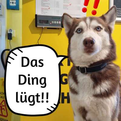 aktuelles Foto Gruppe Australian Shepherd