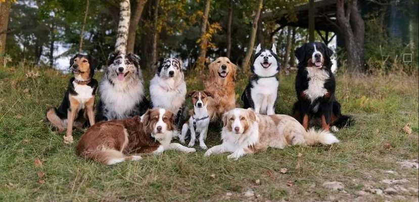 🐾 Pflegestellen für Tierschutzhunde: Wer hat Erfahrungen? Wer spielt mit dem Gedanken? 🐾-Beitrag-Bild