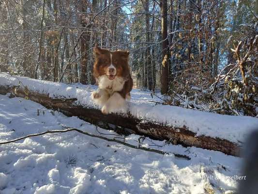 Hundetreffen-Vollmondrunde Januar 2025-Bild