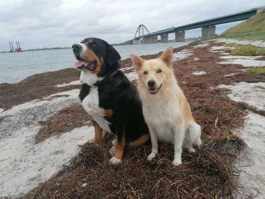 Mischlingshunde Foto Aufruf-Beitrag-Bild