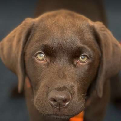 Hundetreffen-Lino, 4 Monate, sucht Hundefreunde zum Spielen🤍-Bild
