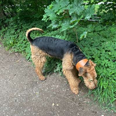 Giftköder-Beißvorfall / führerloser Airedale Terri-Bild