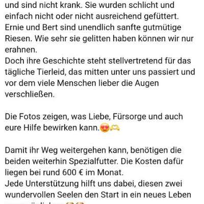 Was haben wir aus dem Hund gemacht?-Beitrag-Bild