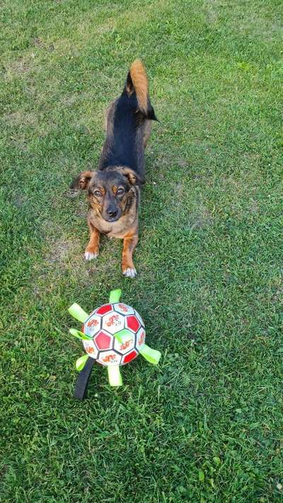 TierschutzhundeStammtisch🐕-Beitrag-Bild